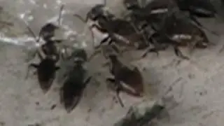 White Footed - Black Ants,   ,mcdonaldpestcontrol.com