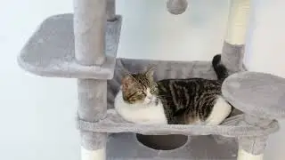 Large Cat Tree and Tower for Indoor Cats With Sisal-Covered Scrat