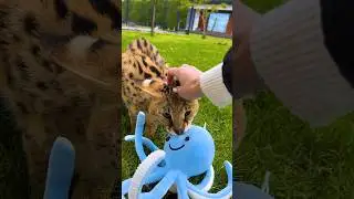 Показательные выступления сервала Фреи 😹