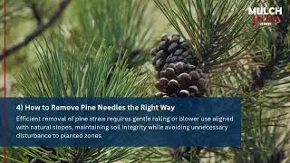 Pine Straw: The Ultimate Guide to Raking vs. Leaving It for Mulch | Mulch Pros Landscape Supply