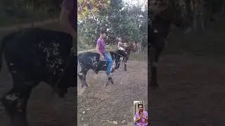 horse race status 😍 horse vs bull race 💪 bull | horse | race