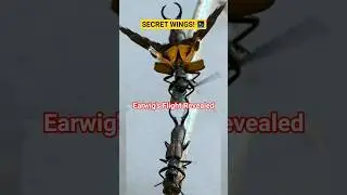 Earwig Reveals HIDDEN Wings! 😲 (You Won't Believe the Beauty) #Shorts