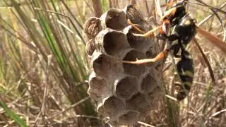 【ASMR】フタモンアシナガバチの女王【ASMR】Queen of Polistes chinensis antennalis