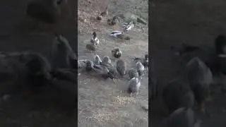Mallard madness