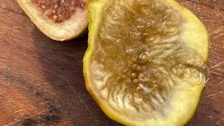Peter's Honey Breba Fig - July 2025