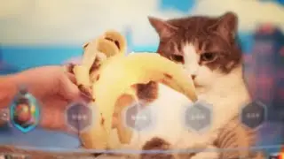 1 Hour of Viola the Cat Cam w/Chat *MINIMAL OVERWATCH*
