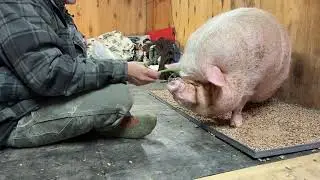 Arthurs Acres Animal Sanctuary is live!