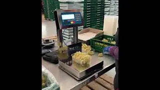 Grape Packing - MARCO CheckMaster Bench Scale Trial