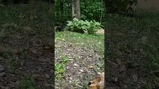 Cute Chipmunk - Backyard Wildlife Photography