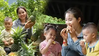 Harvesting 1700kg+ Giant Fresh Pineapples from Big Garden for Market Sale with My Children