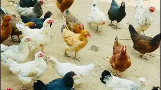 Timo farms free range Local  #poultry  #goats. #Dorpersheep