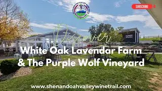 Discover White Oak Lavender Farm and The Purple Wolf Vineyard in Harrisonburg