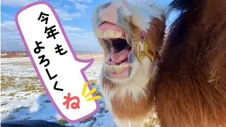 【謹賀新年】ミニチュアホースたちのお正月🎍