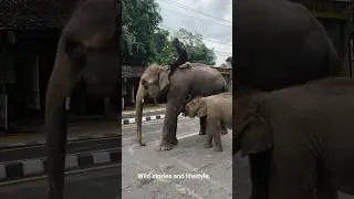 little elephant sucking the mamma milk in the middle of the road 🤤🤤🤤!#savewildlife #nepal #travel!