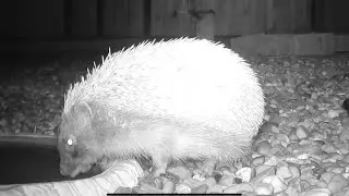 Last clip, no hedgehog visits for over a week. Safe hibernation little one, see you in the spring ❤️