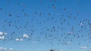 Huahou and kuaka in flight as tide begins to recede