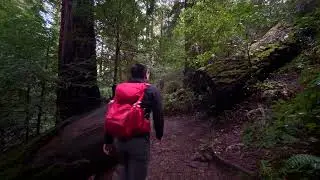 Fern Creek, Lost, and Canopy Trail Loop Inspired By Kriag Adams