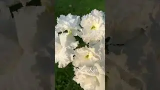 White Adenium
