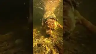 SDR #sdr #video #viral