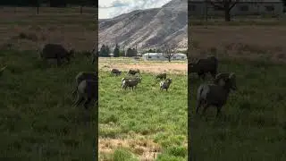 Bighorn Sheep Herd Close Up | Canadian Wildlife