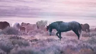WILD LANDS WILD HORSES - LIVE SCREENING - PROMO