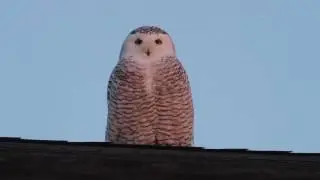Snowy Owl at Sunset