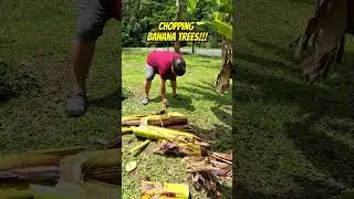 Machete Man!!! 🌴🍌🔪  #chop #cutting #machete #asmr