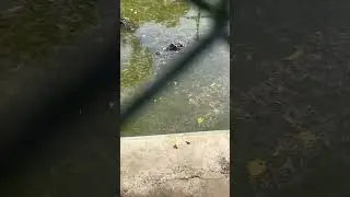 Crocodile Park | #crocodile | #crocodiles | #shorts | #venturesfan