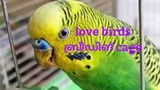 LOVE BIRDS BREEDING IN CAGE SYSTEM