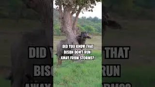 Bison's storm strategy.. #shorts #wildlifeinspiration #animals