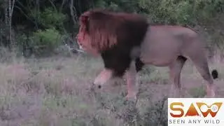 Dominating male lion showing his pride who is the BOSS