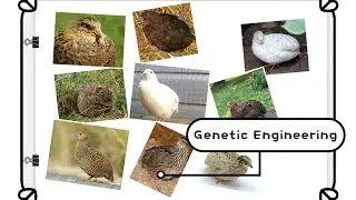 Raising Quail: Genetic Engineering