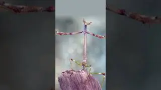 Cute baby mantis that will make your day! #insect #mantis #bugpets #petbugs #invertebrates