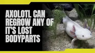 This Salamander Can Regrow Its Limb Even If You Cut it Off