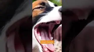 Canine Mental Health Awareness