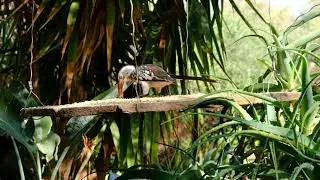 6 min-Bird Chirping sound || Forest Bird chirping sound for relaxation-deep sleep || Bird Singing
