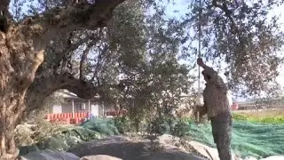 Greek olive harvest hit as pandemic leads to labour shortage