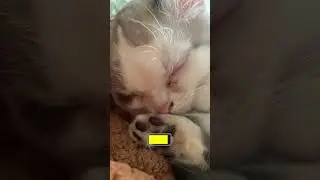 Fully charged! #cat #kitten #guppy #cute #catsofyoutube