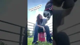 Earning Molly&rsquo;s trust #shorts  #rescue #animals #farmlife #animals #donkey #shortvideo #farm