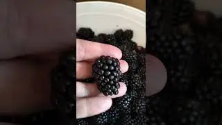 Blackberry is bearing fruit 🤩🤩🤩