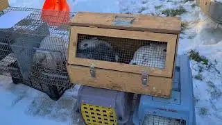 Viața la țară - Târgul de păsări și animale de la Todirești Suceava - sambata 17 ianuarie