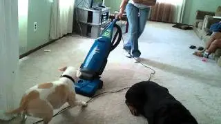 Dog attacks vacuum