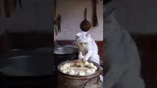 World&rsquo;s Cutest Cat Chef