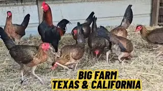 NEWCASTLE‼️Big Farm Texas and California - Feeding Time Free Range Shape Chicken Coop Indoor Outdoor