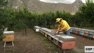 Climate change: Italian beekeepers' heavy losses in Sicily &bull; FRANCE 24 English