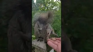 Hudson House: Squirrel Edition Pt 6