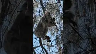 Австралийский Drop Bear 🐨 #шорты