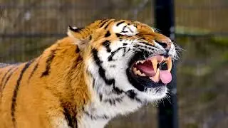 amazing #tiger#king growing sound must watch animal #viral #video
