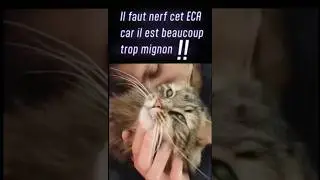 MON CHAT OS EN PVP SUR DOFUS