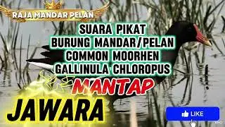 JAWARA - SUARA PIKAT BURUNG MANDAR/PELAN/COMMON MOORHEN/GALLINULA CHLOROPUS